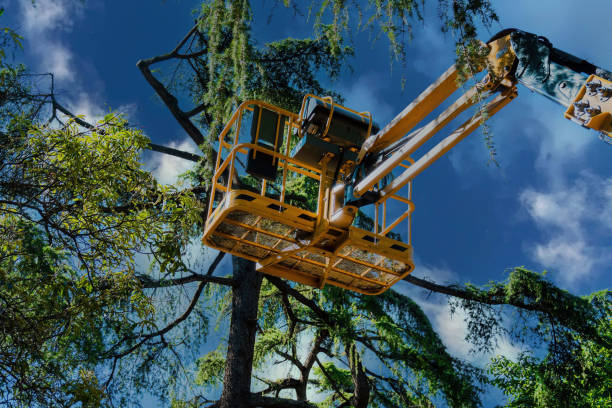 Professional Tree Services in Wayland, MI